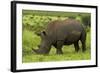 Southern white rhinoceros, Kruger National Park, South Africa-David Wall-Framed Photographic Print