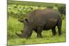 Southern white rhinoceros, Kruger National Park, South Africa-David Wall-Mounted Photographic Print