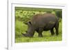 Southern white rhinoceros, Kruger National Park, South Africa-David Wall-Framed Photographic Print