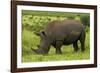 Southern white rhinoceros, Kruger National Park, South Africa-David Wall-Framed Photographic Print
