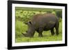 Southern white rhinoceros, Kruger National Park, South Africa-David Wall-Framed Photographic Print