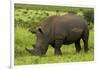 Southern white rhinoceros, Kruger National Park, South Africa-David Wall-Framed Photographic Print