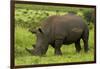 Southern white rhinoceros, Kruger National Park, South Africa-David Wall-Framed Photographic Print