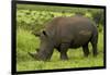 Southern white rhinoceros, Kruger National Park, South Africa-David Wall-Framed Photographic Print