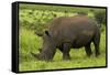 Southern white rhinoceros, Kruger National Park, South Africa-David Wall-Framed Stretched Canvas