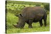 Southern white rhinoceros, Kruger National Park, South Africa-David Wall-Stretched Canvas