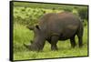 Southern white rhinoceros, Kruger National Park, South Africa-David Wall-Framed Stretched Canvas