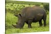 Southern white rhinoceros, Kruger National Park, South Africa-David Wall-Stretched Canvas