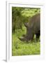 Southern white rhinoceros, Kruger National Park, South Africa-David Wall-Framed Photographic Print