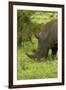 Southern white rhinoceros, Kruger National Park, South Africa-David Wall-Framed Photographic Print