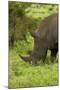 Southern white rhinoceros, Kruger National Park, South Africa-David Wall-Mounted Photographic Print