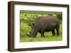 Southern white rhinoceros, Kruger National Park, South Africa-David Wall-Framed Photographic Print