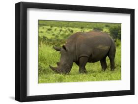 Southern white rhinoceros, Kruger National Park, South Africa-David Wall-Framed Photographic Print