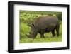 Southern white rhinoceros, Kruger National Park, South Africa-David Wall-Framed Photographic Print