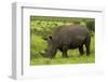 Southern white rhinoceros, Kruger National Park, South Africa-David Wall-Framed Photographic Print