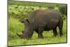 Southern white rhinoceros, Kruger National Park, South Africa-David Wall-Mounted Photographic Print