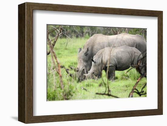 Southern white rhinos, mother and calf, at Ziwa Rhino Sanctuary, Uganda, Africa-Tom Broadhurst-Framed Photographic Print