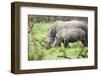 Southern white rhinos, mother and calf, at Ziwa Rhino Sanctuary, Uganda, Africa-Tom Broadhurst-Framed Photographic Print