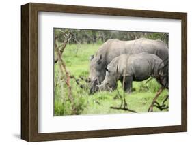 Southern white rhinos, mother and calf, at Ziwa Rhino Sanctuary, Uganda, Africa-Tom Broadhurst-Framed Photographic Print