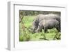 Southern white rhinos, mother and calf, at Ziwa Rhino Sanctuary, Uganda, Africa-Tom Broadhurst-Framed Photographic Print