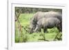 Southern white rhinos, mother and calf, at Ziwa Rhino Sanctuary, Uganda, Africa-Tom Broadhurst-Framed Photographic Print