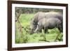 Southern white rhinos, mother and calf, at Ziwa Rhino Sanctuary, Uganda, Africa-Tom Broadhurst-Framed Photographic Print