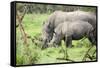 Southern white rhinos, mother and calf, at Ziwa Rhino Sanctuary, Uganda, Africa-Tom Broadhurst-Framed Stretched Canvas