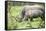 Southern white rhinos, mother and calf, at Ziwa Rhino Sanctuary, Uganda, Africa-Tom Broadhurst-Framed Stretched Canvas