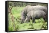 Southern white rhinos, mother and calf, at Ziwa Rhino Sanctuary, Uganda, Africa-Tom Broadhurst-Framed Stretched Canvas