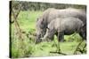 Southern white rhinos, mother and calf, at Ziwa Rhino Sanctuary, Uganda, Africa-Tom Broadhurst-Stretched Canvas