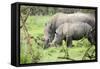 Southern white rhinos, mother and calf, at Ziwa Rhino Sanctuary, Uganda, Africa-Tom Broadhurst-Framed Stretched Canvas