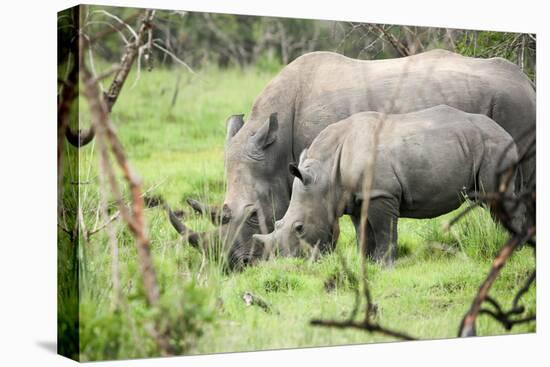 Southern white rhinos, mother and calf, at Ziwa Rhino Sanctuary, Uganda, Africa-Tom Broadhurst-Stretched Canvas