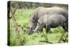 Southern white rhinos, mother and calf, at Ziwa Rhino Sanctuary, Uganda, Africa-Tom Broadhurst-Stretched Canvas