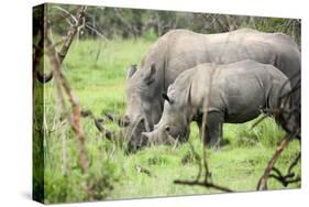 Southern white rhinos, mother and calf, at Ziwa Rhino Sanctuary, Uganda, Africa-Tom Broadhurst-Stretched Canvas