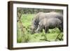 Southern white rhinos, mother and calf, at Ziwa Rhino Sanctuary, Uganda, Africa-Tom Broadhurst-Framed Photographic Print