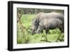 Southern white rhinos, mother and calf, at Ziwa Rhino Sanctuary, Uganda, Africa-Tom Broadhurst-Framed Photographic Print