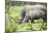 Southern white rhinos, mother and calf, at Ziwa Rhino Sanctuary, Uganda, Africa-Tom Broadhurst-Mounted Photographic Print