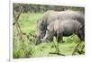 Southern white rhinos, mother and calf, at Ziwa Rhino Sanctuary, Uganda, Africa-Tom Broadhurst-Framed Photographic Print