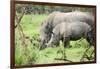 Southern white rhinos, mother and calf, at Ziwa Rhino Sanctuary, Uganda, Africa-Tom Broadhurst-Framed Photographic Print