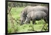 Southern white rhinos, mother and calf, at Ziwa Rhino Sanctuary, Uganda, Africa-Tom Broadhurst-Framed Photographic Print