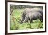 Southern white rhinos, mother and calf, at Ziwa Rhino Sanctuary, Uganda, Africa-Tom Broadhurst-Framed Photographic Print