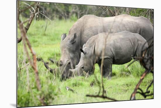 Southern white rhinos, mother and calf, at Ziwa Rhino Sanctuary, Uganda, Africa-Tom Broadhurst-Mounted Photographic Print