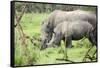Southern white rhinos, mother and calf, at Ziwa Rhino Sanctuary, Uganda, Africa-Tom Broadhurst-Framed Stretched Canvas