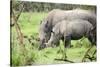Southern white rhinos, mother and calf, at Ziwa Rhino Sanctuary, Uganda, Africa-Tom Broadhurst-Stretched Canvas