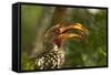 Southern Yellow-billed Hornbill, Kruger National Park, South Africa-David Wall-Framed Stretched Canvas