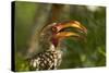 Southern Yellow-billed Hornbill, Kruger National Park, South Africa-David Wall-Stretched Canvas