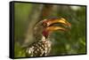 Southern Yellow-billed Hornbill, Kruger National Park, South Africa-David Wall-Framed Stretched Canvas