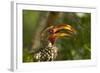 Southern Yellow-billed Hornbill, Kruger National Park, South Africa-David Wall-Framed Photographic Print