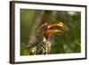 Southern Yellow-billed Hornbill, Kruger National Park, South Africa-David Wall-Framed Photographic Print