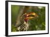 Southern Yellow-billed Hornbill, Kruger National Park, South Africa-David Wall-Framed Photographic Print